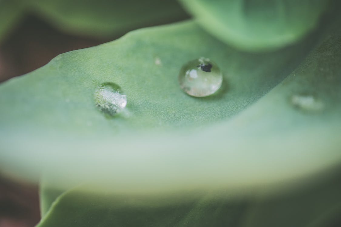 Water droplet on leaf — nature meets science